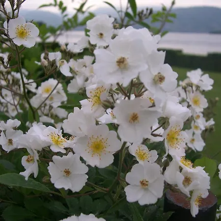 La Gatta Viola 公寓