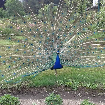 La Gatta Viola Apartman Stresa