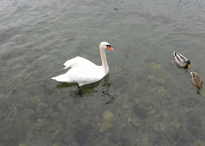 아파트 La Gatta Viola 스트레사