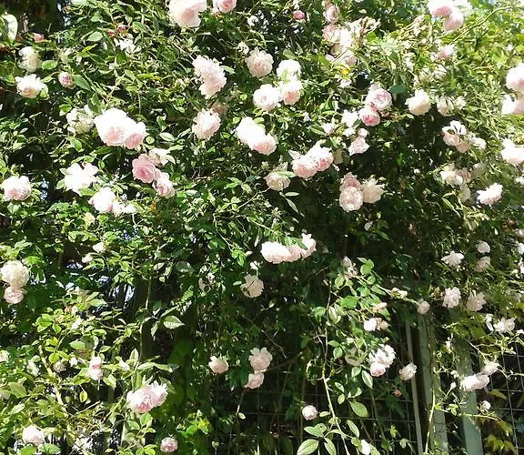 La Gatta Viola 스트레사