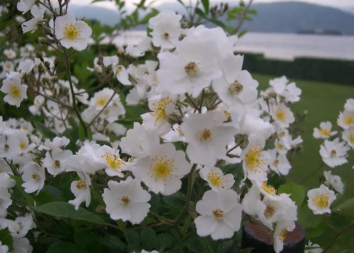 La Gatta Viola 아파트