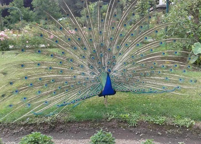 La Gatta Viola Appartement Stresa