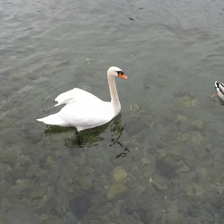 Apartment La Gatta Viola Stresa